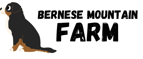 Bernese Mountain Farm